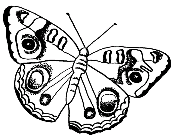 Butterflies 14