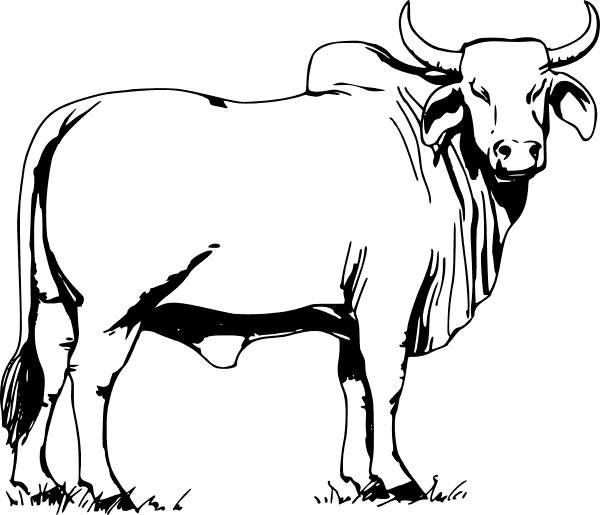 Cows & Bulls 6