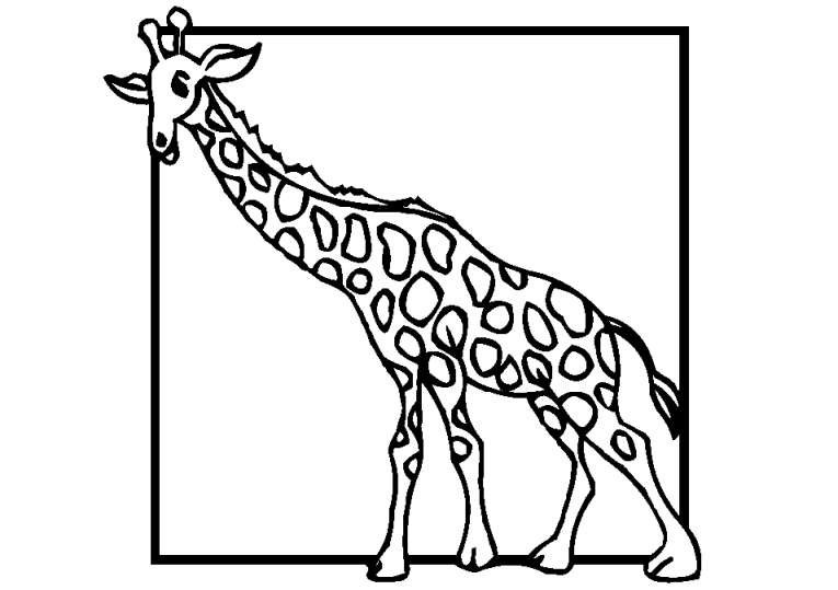 Giraffes 7