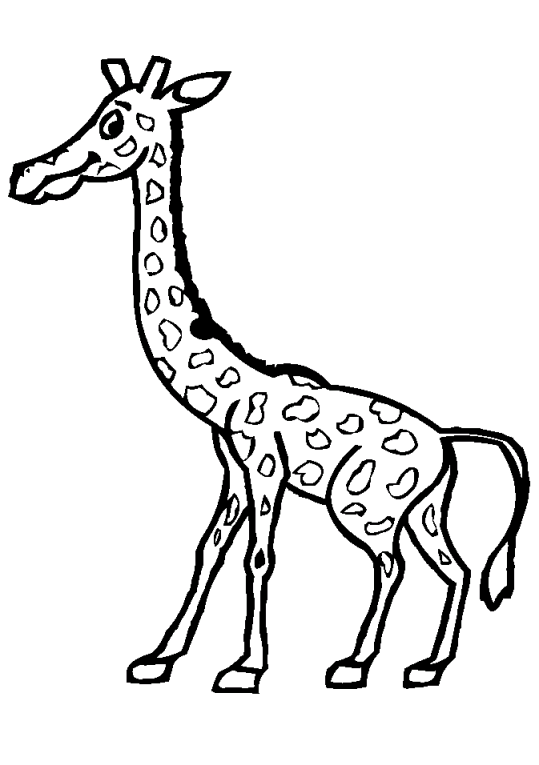 Giraffes 12