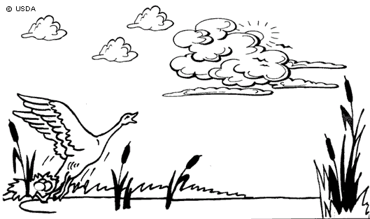 Birds 10