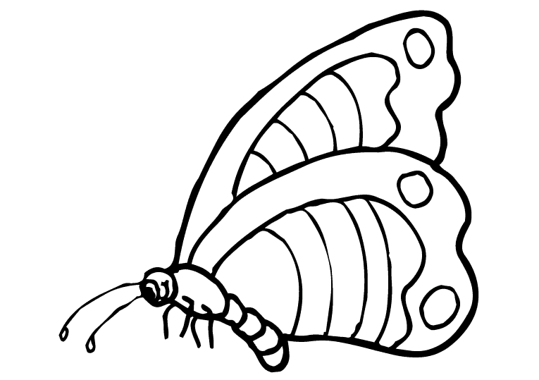 Butterflies 24