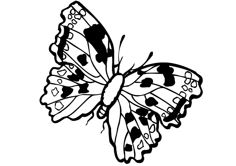 Butterflies 27