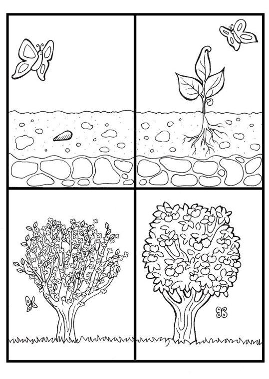 Plants 7