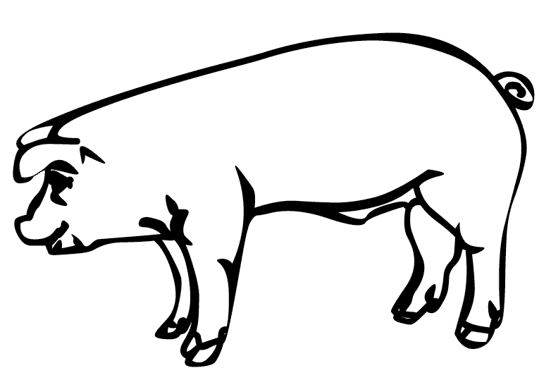 Pigs 13
