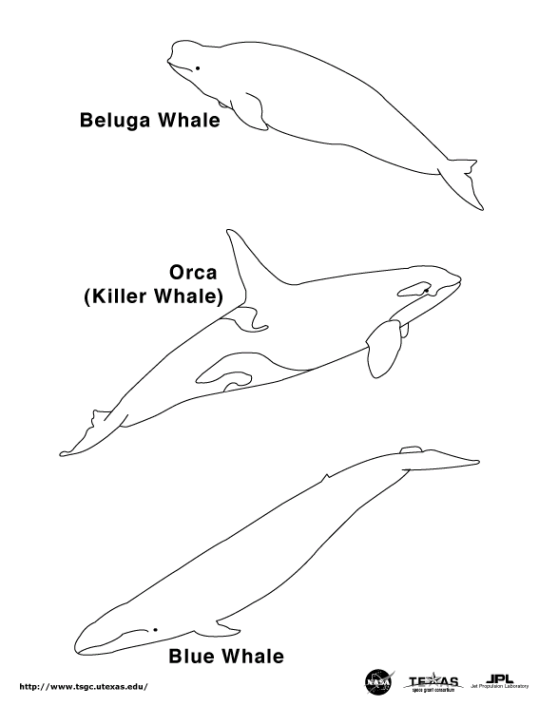 Whales 5