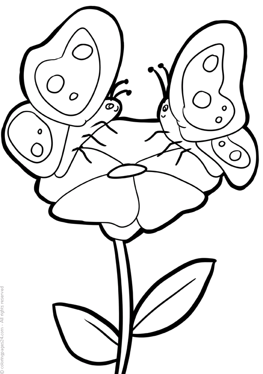 Butterflies 34