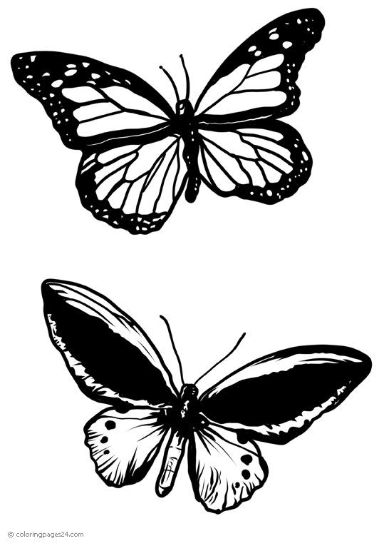 Butterflies 35