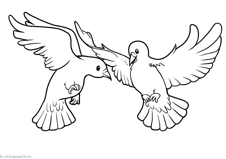 Two pigeons fly in the air