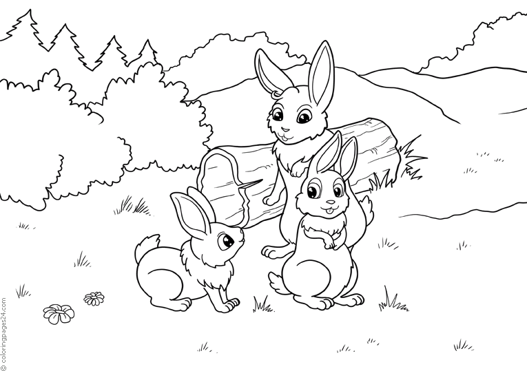 Three rabbits looking at each other