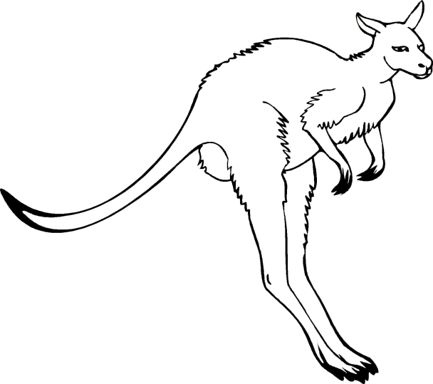 Kangaroos 1