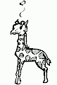 Giraffes - 3