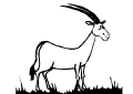 Goats - 3
