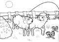 Sheep - 16